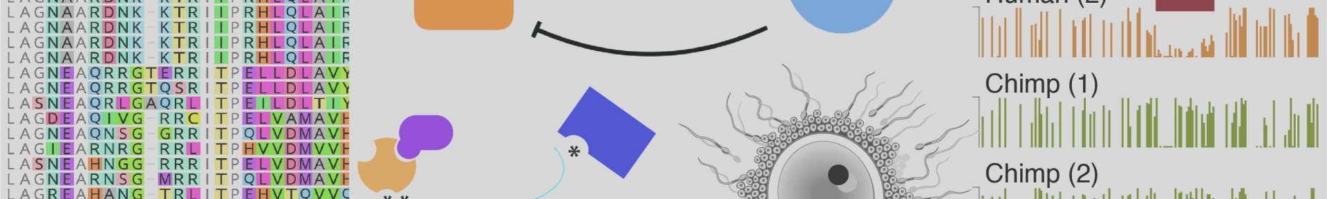 Antoine_Molaro_Lab_evolution_epigneome_genetic_conflicts