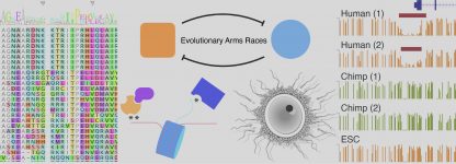 Antoine_Molaro_Lab_evolution_epigneome_genetic_conflicts