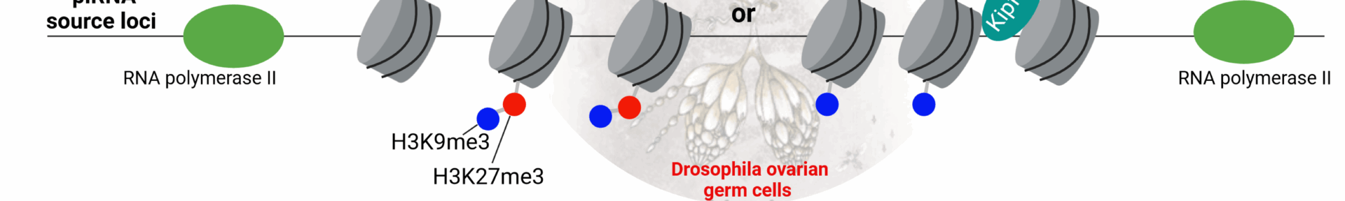 NSMB graphical abstract(2)