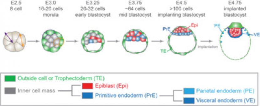 DiCE: Differentiation of Cell lineages in the early mouse embryo - iGReD