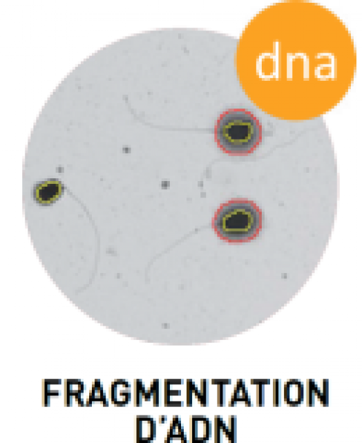 sca_system_fragmentation_adn