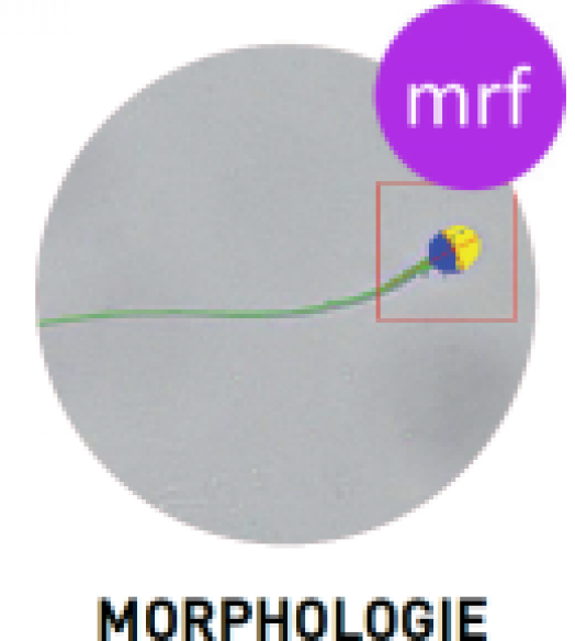 sca_system_morphologie